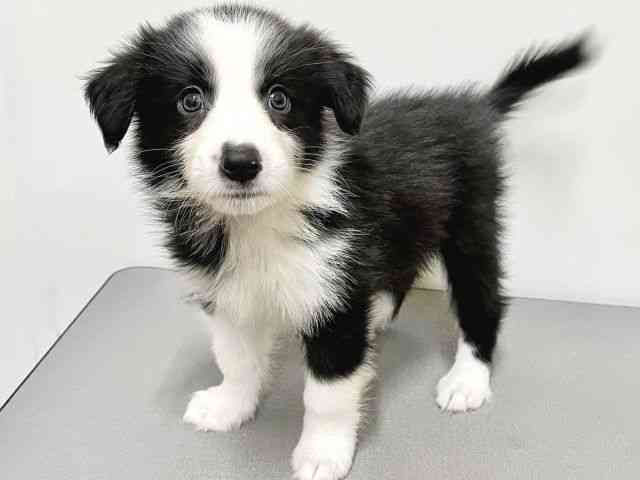 大阪府のボーダーコリー (ひごペットフレンドリーイトーヨーカドー津久野店/2025年8月18日生まれ/男の子/ブラックホワイト)の子犬の2枚目の画像