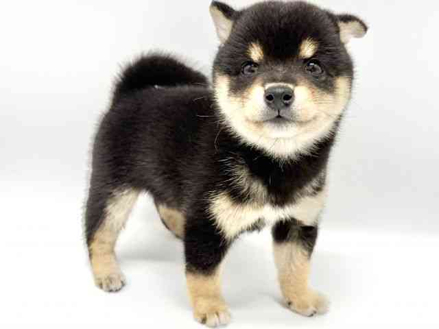 大阪府の柴犬(標準サイズ) (ひごペットフレンドリーイオンタウン豊中庄内店/2025年8月30日生まれ/女の子/黒)の子犬の2枚目の画像