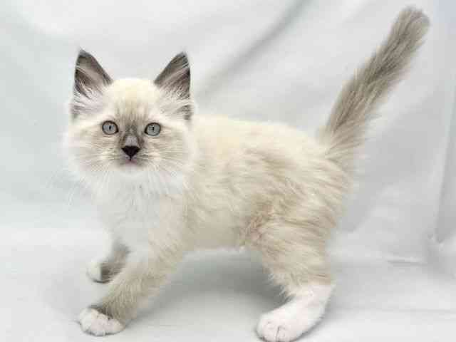 2025年8月28日生まれのラグドールの2枚目の写真