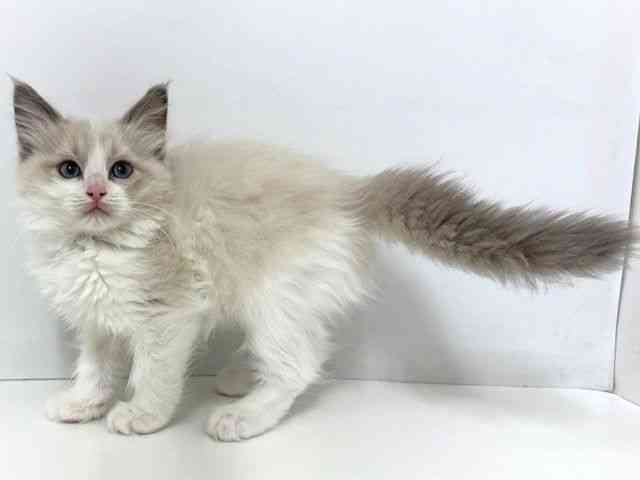 大阪府のラグドール (ひごペットフレンドリーベルファ2都島店/2025年8月29日生まれ/女の子/ブルーポイントバイカラー)の子猫の2枚目の画像