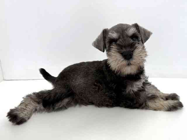 2025年8月27日生まれのミニチュアシュナウザーの2枚目の写真