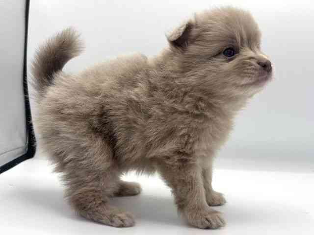 2025年8月30日生まれのポメラニアンの2枚目の写真