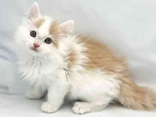 2025年8月30日生まれのノルウェージャンフォレストキャットの2枚目の写真