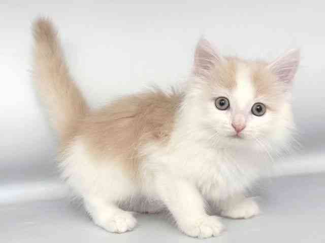 大阪府のノルウェージャンフォレストキャット (ひごペットフレンドリー岸和田店/2025年8月30日生まれ/男の子/クリームタビーホワイト)の子猫の2枚目の画像