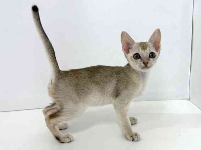 大阪府のシンガプーラ (ひごペットフレンドリーベルファ2都島店/2025年8月31日生まれ/女の子/セピアアグーティ)の子猫の2枚目の画像