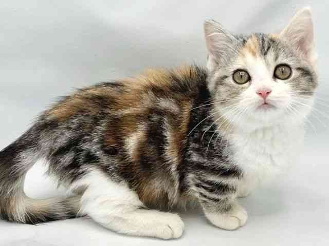 2025年8月29日生まれのマンチカンの2枚目の写真