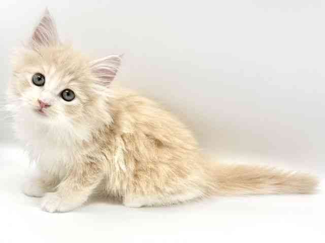 2025年8月31日生まれのサイベリアンの2枚目の写真