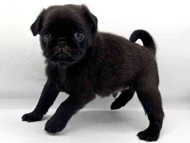 2025年8月30日生まれのパグの2枚目の写真