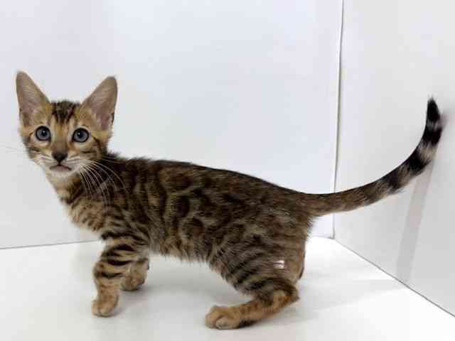 大阪府のベンガル (ひごペットフレンドリーベルファ2都島店/2025年8月27日生まれ/男の子/ブラウンスポットタビー)の子猫の2枚目の画像