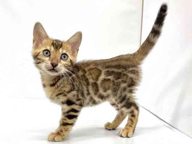 2025年8月27日生まれのベンガルの2枚目の写真