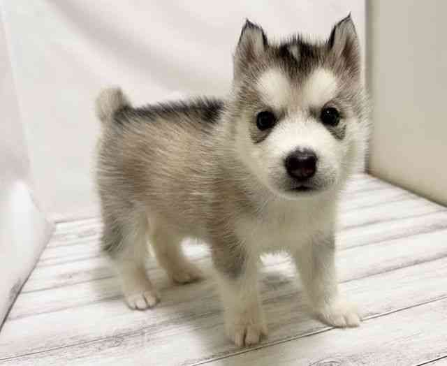 2025年8月30日生まれのシベリアンハスキーの2枚目の写真