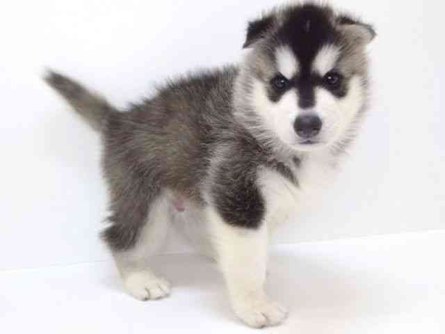 大阪府のシベリアンハスキー (ひごペットフレンドリーいこらもーる泉佐野店/2025年8月29日生まれ/男の子/ブラックホワイト)の子犬の2枚目の画像