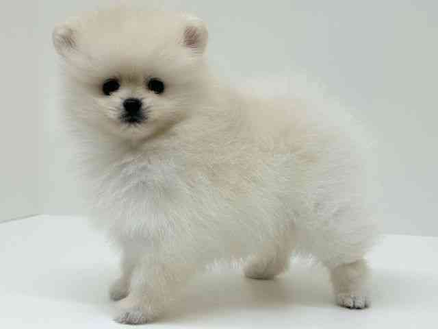 兵庫県のポメラニアン (ひごペットフレンドリーブルメールHAT神戸店/2025年8月29日生まれ/男の子/クリーム)の子犬の2枚目の画像