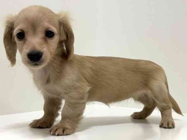 奈良県のミニチュアダックスフンド(ロング) (ひごペットフレンドリーイオンモール橿原ウエストビレッジ店/2025年8月30日生まれ/女の子/イエロー)の子犬の2枚目の画像