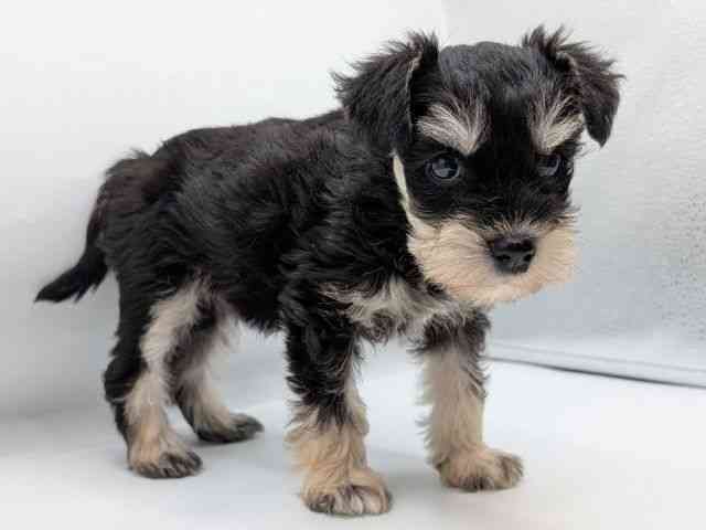 香川県のミニチュアシュナウザー (ひごペットフレンドリーゆめタウン高松店/2025年8月31日生まれ/女の子/ブラックシルバー)の子犬の2枚目の画像