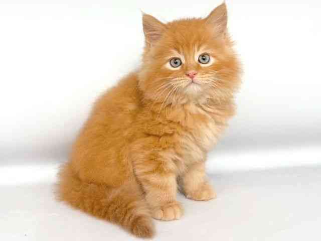 大阪府のメインクーン (ひごペットフレンドリー岸和田店/2025年8月20日生まれ/男の子/レッド)の子猫の2枚目の画像