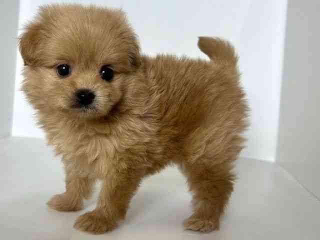 2025年8月30日生まれのポメプー(ポメラニアン×プードル)の2枚目の写真