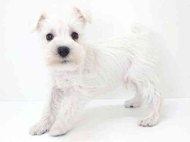 大阪府のミニチュアシュナウザー (ひごペットフレンドリーいこらもーる泉佐野店/2025年8月29日生まれ/男の子/ホワイト)の子犬の2枚目の画像