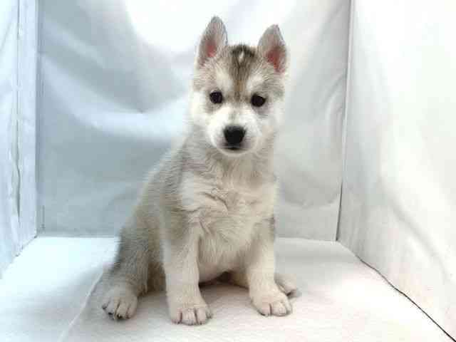 大阪府のシベリアンハスキー (ひごペットフレンドリー堺プラットプラット店/2025年8月31日生まれ/女の子/シルバーホワイト)の子犬の2枚目の画像
