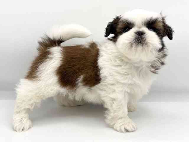 大阪府のシーズー (ひごペットフレンドリーららぽーとEXPOCITY店/2025年8月29日生まれ/女の子/ホワイトゴールド)の子犬の2枚目の画像