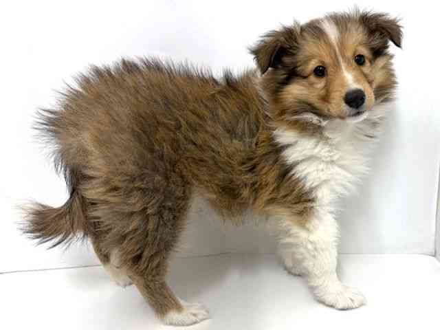 大阪府のシェットランドシープドッグ (ひごペットフレンドリーベルファ2都島店/2025年8月31日生まれ/女の子/セーブルホワイト)の子犬の2枚目の画像