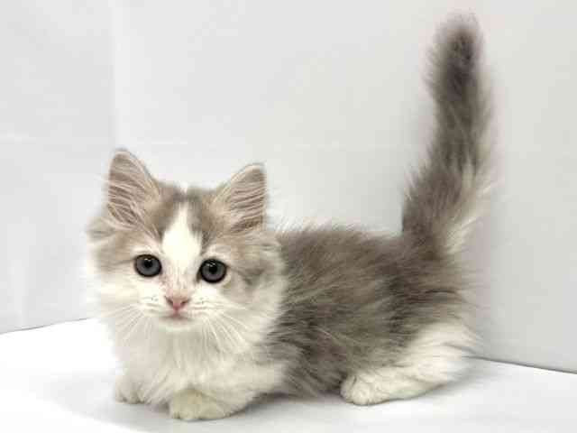 2025年8月16日生まれのマンチカンの2枚目の写真