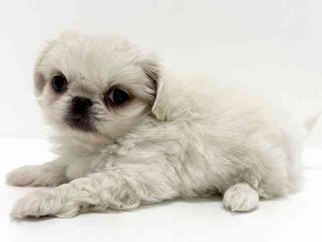 大阪府のペキニーズ (ひごペットフレンドリーくずはモール店/2025年8月29日生まれ/女の子/ホワイト)の子犬の2枚目の画像