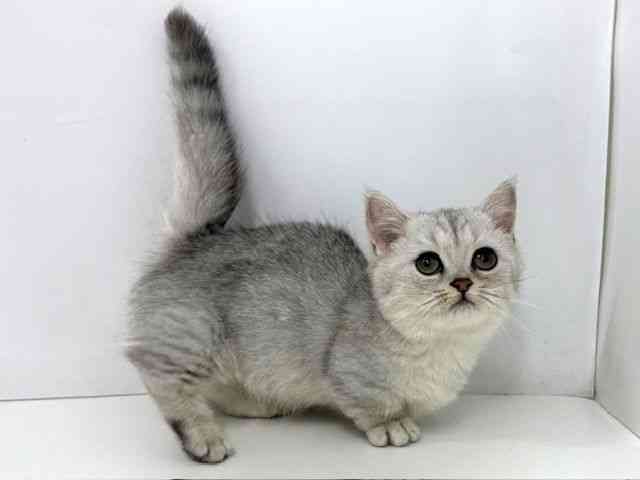 大阪府のミヌエット (ひごペットフレンドリーベルファ2都島店/2025年8月25日生まれ/男の子/シルバータビー)の子猫の2枚目の画像