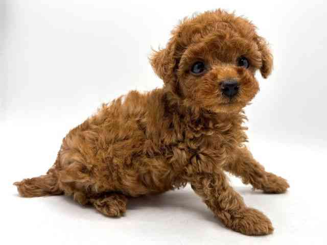 奈良県のトイプードル(トイ) (ひごペットフレンドリー田原本店/2025年8月29日生まれ/男の子/レッド)の子犬の2枚目の画像