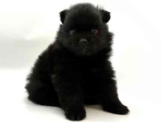 2025年8月30日生まれのポメラニアンの2枚目の写真