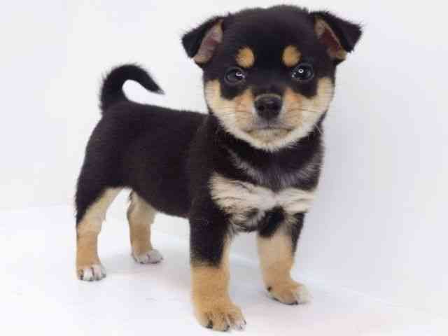 大阪府のチワ柴/柴チワ/チワシバ(チワワ×柴) (ひごペットフレンドリーいこらもーる泉佐野店/2025年8月29日生まれ/女の子/ブラックタン)の子犬の2枚目の画像