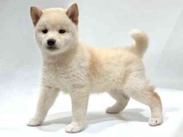 愛知県の柴犬(標準サイズ) (ひごペットフレンドリーヴィアモール アピタ江南西店/2025年8月29日生まれ/女の子/白)の子犬の2枚目の画像