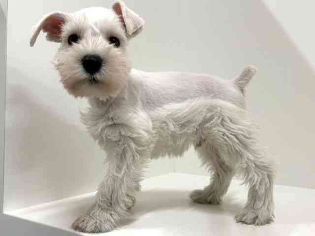 奈良県のミニチュアシュナウザー (ひごペットフレンドリーイオンモール橿原ウエストビレッジ店/2025年8月29日生まれ/男の子/ホワイト)の子犬の2枚目の画像