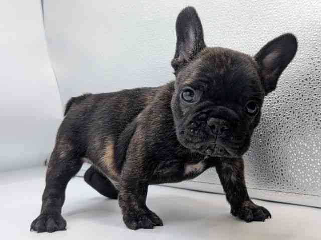 香川県のフレンチブルドッグ (ひごペットフレンドリーゆめタウン高松店/2025年8月27日生まれ/男の子/ブリンドル)の子犬の2枚目の画像