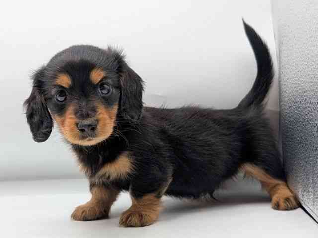 香川県のミニチュアダックスフンド(ロング) (ひごペットフレンドリーゆめタウン高松店/2025年8月29日生まれ/男の子/ブラックタン)の子犬の2枚目の画像