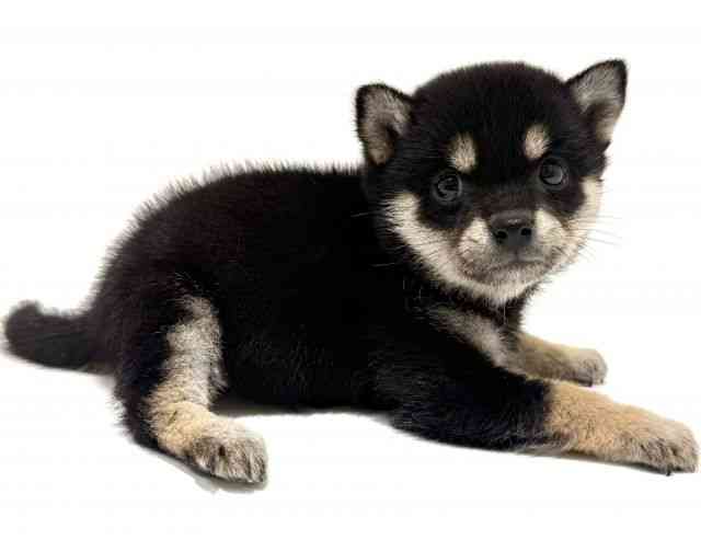 大阪府の柴犬(標準サイズ) (ひごペットフレンドリーイオン高槻店/2025年8月28日生まれ/女の子/黒)の子犬の2枚目の画像