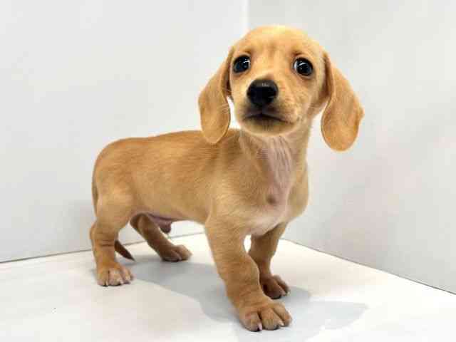 大阪府のミニチュアダックスフンド(スムース) (ひごペットフレンドリーセブンパーク天美店/2025年8月30日生まれ/男の子/ゴールド)の子犬の2枚目の画像