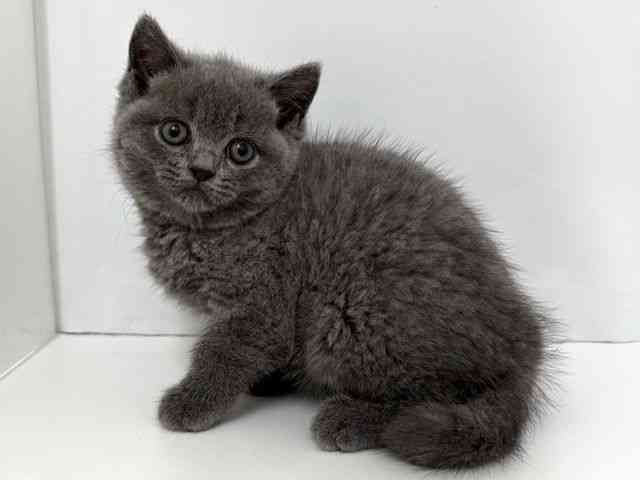 大阪府のブリティッシュショートヘアー (ひごペットフレンドリーベルファ2都島店/2025年8月29日生まれ/女の子/ブルー)の子猫の2枚目の画像