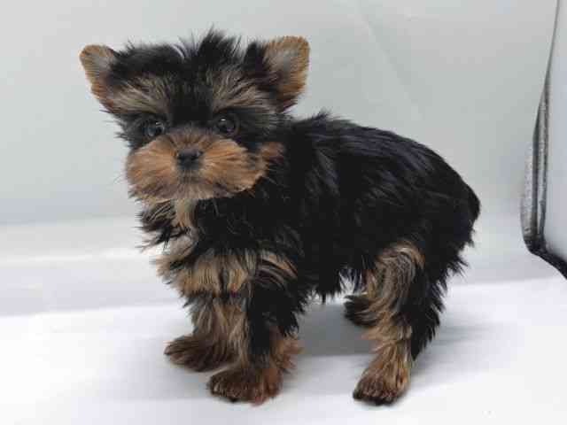 京都府のヨークシャーテリア (ひごペットフレンドリー京都店/2025年8月29日生まれ/女の子/スチールブルータン)の子犬の2枚目の画像