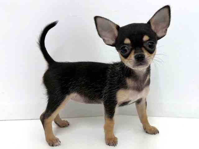 大阪府のチワワ(スムース) (ひごペットフレンドリーベルファ2都島店/2025年8月31日生まれ/女の子/ブラックタンホワイト)の子犬の2枚目の画像