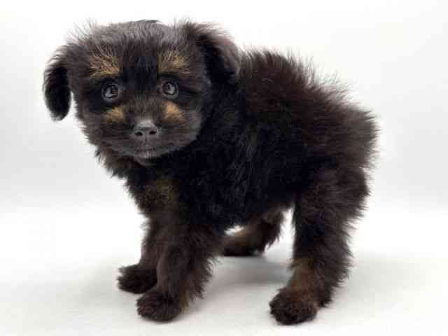 奈良県のポメプー(ポメラニアン×プードル) (ひごペットフレンドリー田原本店/2025年8月30日生まれ/男の子/ブラックタン)の子犬の2枚目の画像