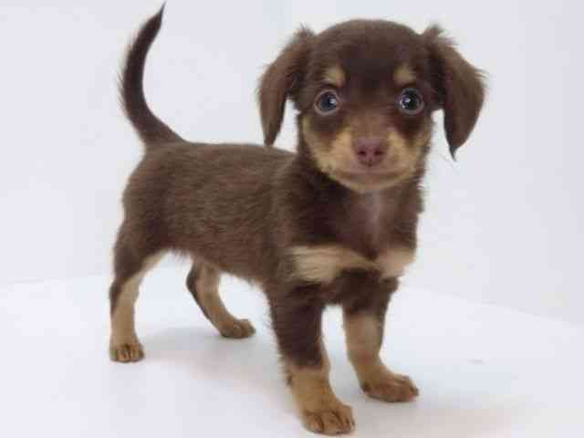 大阪府のチワックス(チワワ×ダックス) (ひごペットフレンドリーいこらもーる泉佐野店/2025年8月30日生まれ/女の子/チョコレートタン)の子犬の2枚目の画像