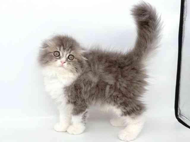 2025年8月30日生まれのスコティッシュフォールドの2枚目の写真