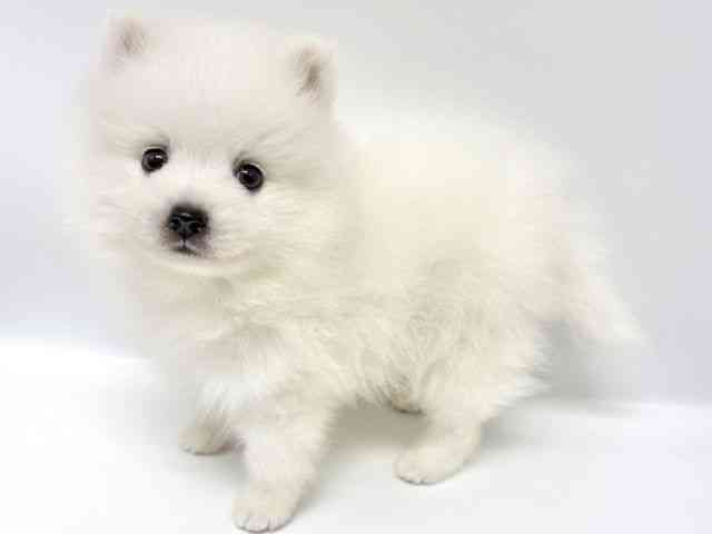 大阪府の日本スピッツ (ひごペットフレンドリーイオンタウン豊中庄内店/2025年8月30日生まれ/男の子/ホワイト)の子犬の2枚目の画像