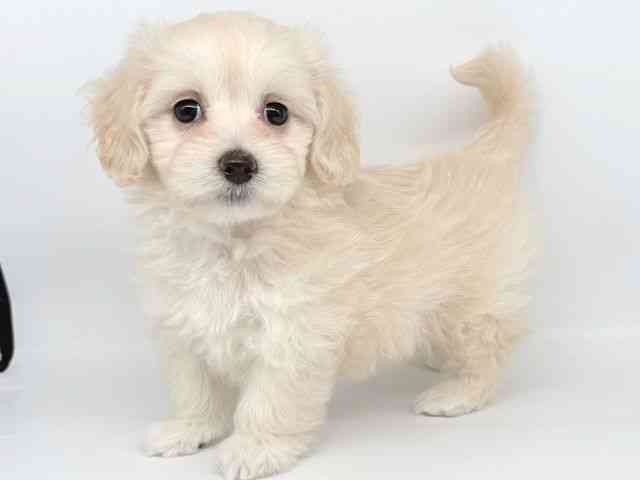 大阪府のマルックス(マルチーズ×ダックス) (ひごペットフレンドリー瓜破店/2025年8月31日生まれ/女の子/ホワイト)の子犬の2枚目の画像