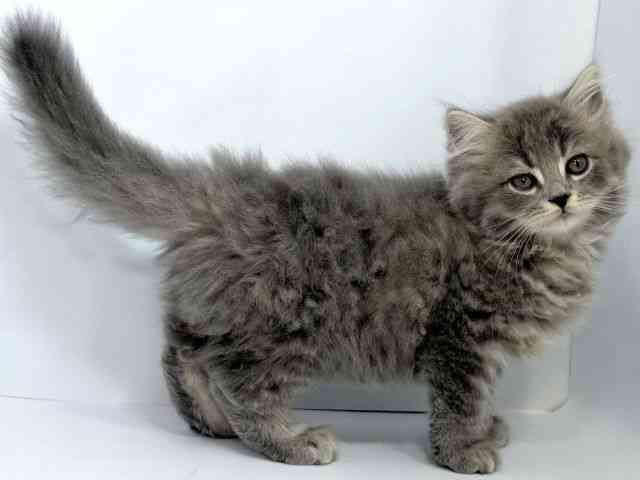 2025年8月31日生まれのスコティッシュフォールドの2枚目の写真