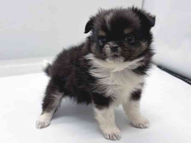 京都府のポメチワ/チワポメ/ポメチー(ポメラニアン×チワワ) (ひごペットフレンドリー京都店/2025年8月31日生まれ/女の子/ブラックタンホワイト)の子犬の2枚目の画像