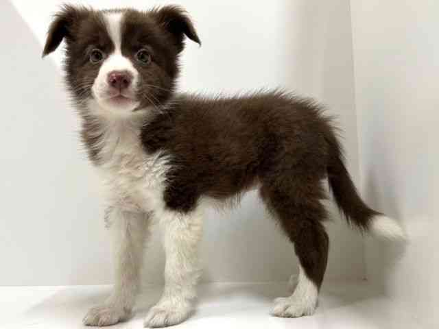 奈良県のボーダーコリー (ひごペットフレンドリーイオンモール橿原ウエストビレッジ店/2025年8月27日生まれ/女の子/チョコレートホワイト)の子犬の2枚目の画像