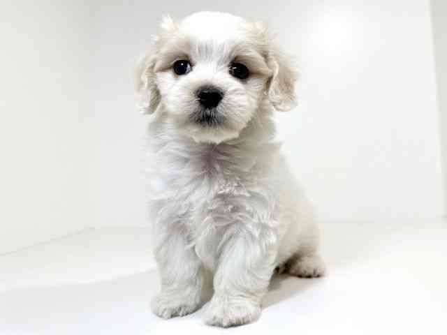 兵庫県のマルックス(マルチーズ×ダックス) (ひごペットフレンドリーイトーヨーカドー明石店/2025年8月31日生まれ/女の子/ホワイト)の子犬の2枚目の画像