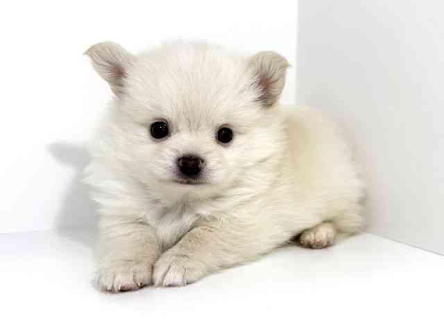 兵庫県のポメチワ/チワポメ/ポメチー(ポメラニアン×チワワ) (ひごペットフレンドリーイトーヨーカドー明石店/2025年8月29日生まれ/男の子/クリーム)の子犬の2枚目の画像